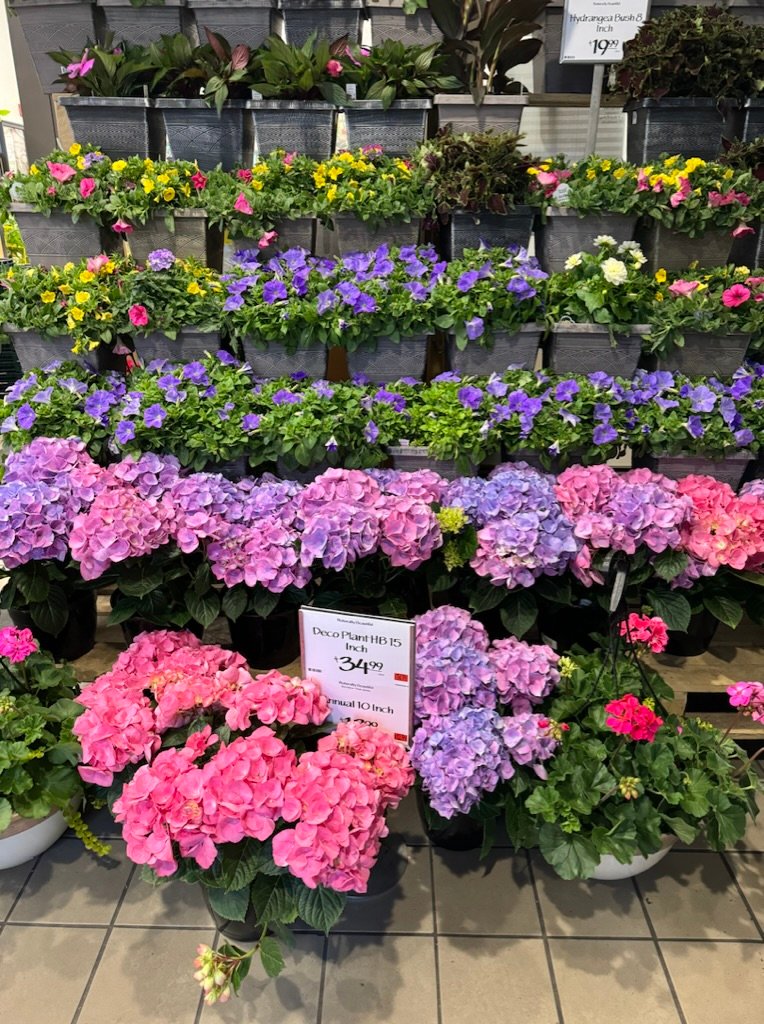 Hydrangeas and spring flowers at a Chelsea grocery store