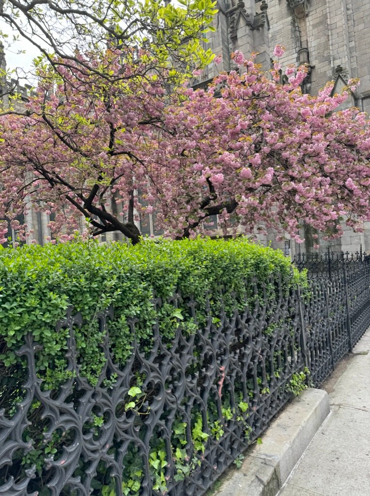 Kwanzan cherry blossom tree at Grace Church on Broadway