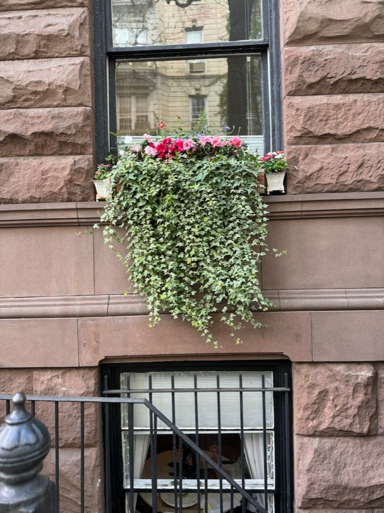Brownstone window box with ivy, spring blooms in NYC
