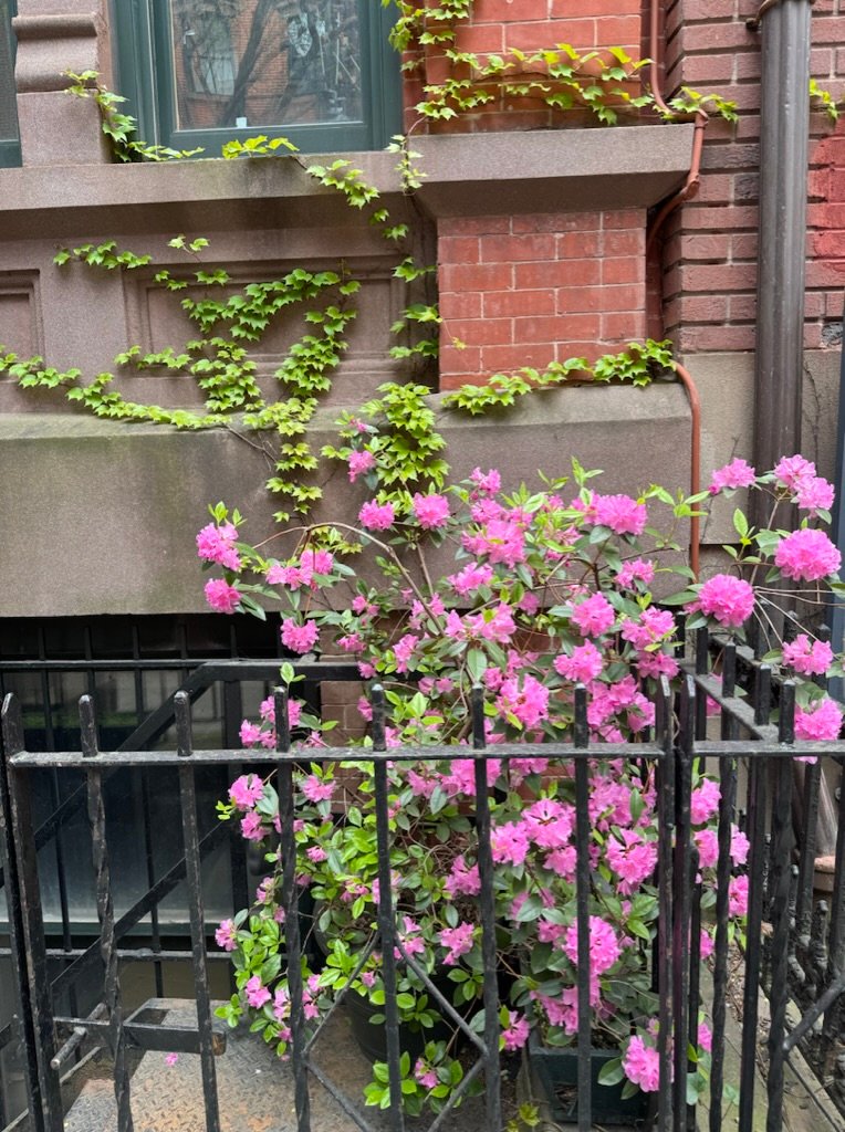 Pink azalea and ivy behind iron railings at a New York brownstone