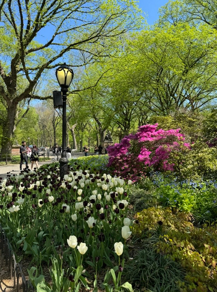 Tulips and pink azaleas in Central Park, spring blooms in NYC