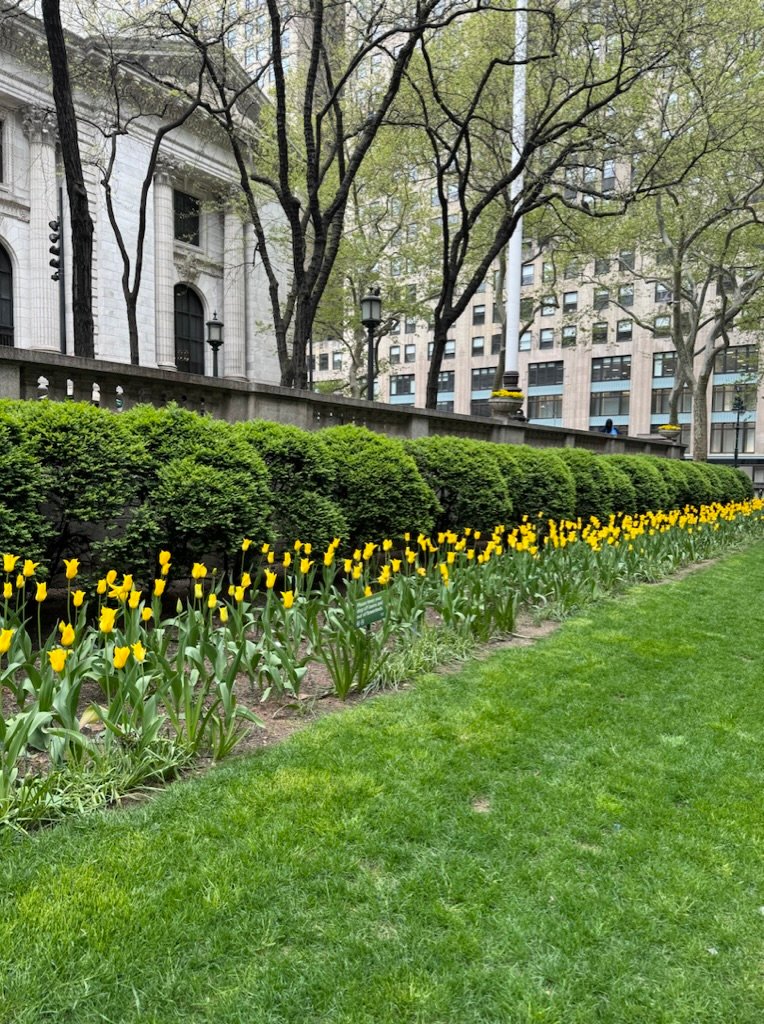 Yellow tulips at City Hall Park, spring blooms in NYC