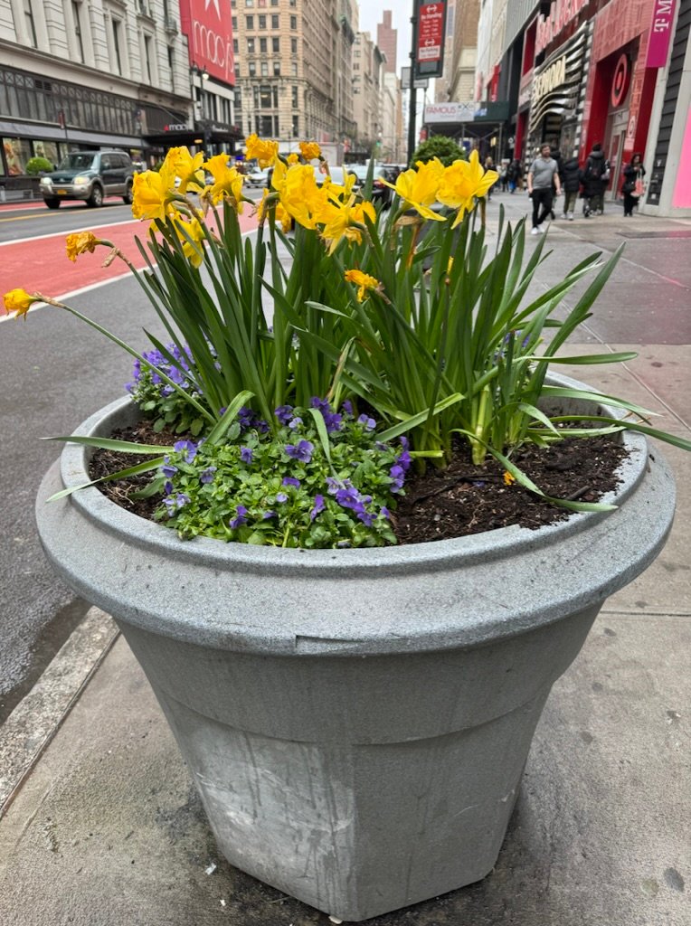Daffodils and violets in planters near Herald Square