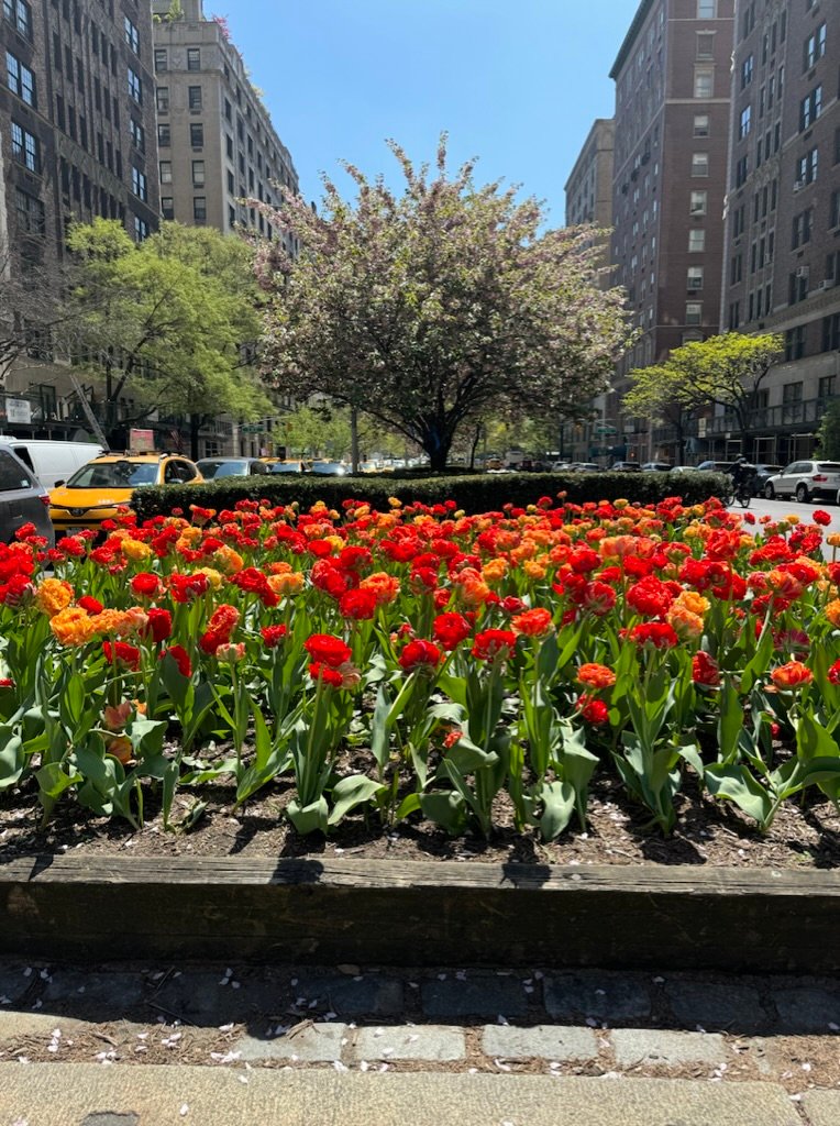 Red and orange tulips on the Park Avenue median, spring blooms in NYC