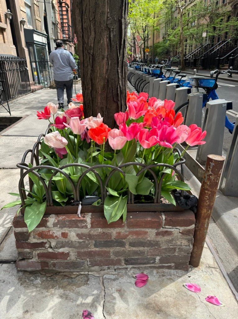 Sunset tulips in a tree pit beside a Citi Bike dock in New York