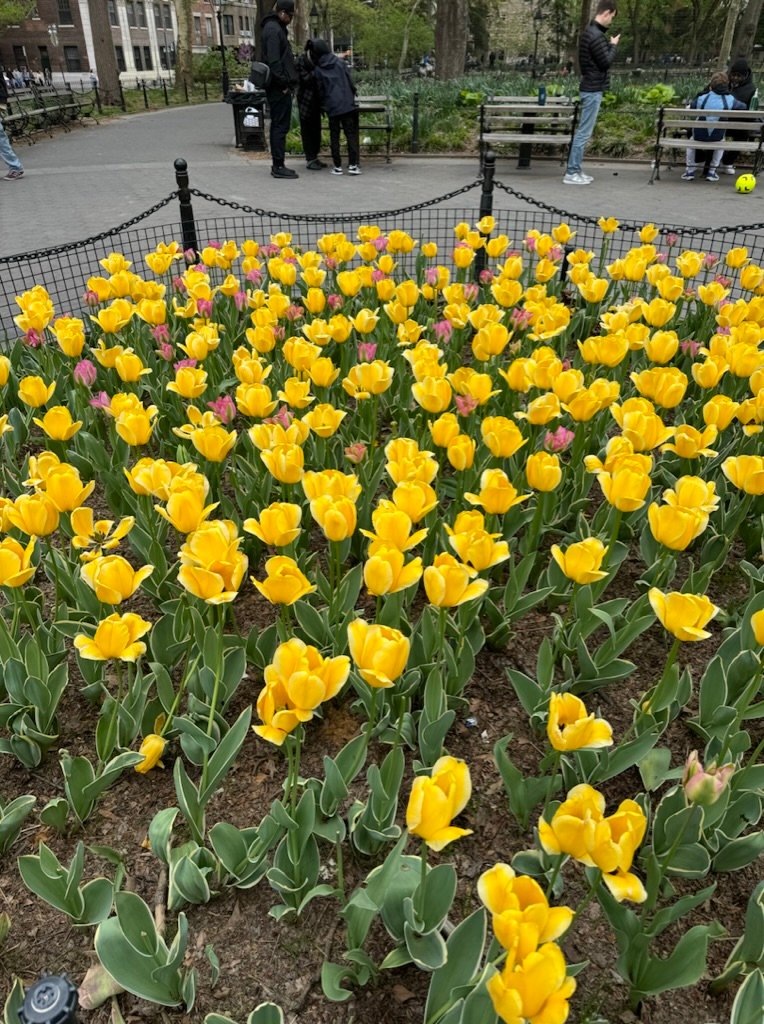 Yellow tulips in Washington Square Park, spring blooms in NYC
